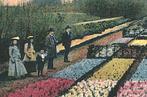 959964 Hyacintenvelden Tulpenvelden 1905 Gelopen met zegel, Verzamelen, Ansichtkaarten | Nederland, Ophalen of Verzenden, Voor 1920