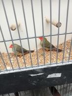 Roodkop binsastrilde, Dieren en Toebehoren, Vogels | Overige Vogels, Meerdere dieren