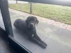 Labrador te koop 3 jaar oud, Dieren en Toebehoren, Honden | Retrievers, Spaniëls en Waterhonden, Reu, Labrador retriever, Eén hond