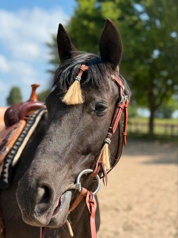 Stoere lederen westernhoofdstellen met kwastje FULL en COB beschikbaar voor biedingen