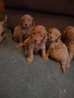 Mooie cockapoo pups, mini doodle pups, 8 tot 15 weken, Meerdere, Meerdere dieren, Nederland