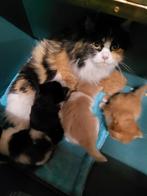 Siberische kittens met stamboom., Dieren en Toebehoren, Katten en Kittens | Raskatten | Langhaar, Meerdere dieren, Met stamboom