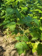 Volgend jaar fruit: 10 x uitlopers van framboos & aardbei, Ophalen, Minder dan 100 cm, Overige soorten