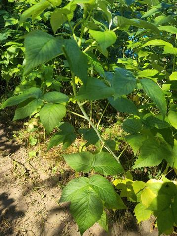 Volgend jaar fruit: 10 x uitlopers van framboos & aardbei  beschikbaar voor biedingen