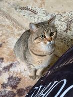 Kat, Dieren en Toebehoren, Katten en Kittens | Raskatten | Korthaar