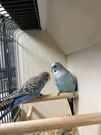 Jonge grasparkieten., Dieren en Toebehoren, Vogels | Parkieten en Papegaaien, Meerdere dieren, Parkiet