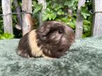 Coronet choco creme wit beertje, Mannelijk, Cavia, Voor 1 juli 2024, Tam
