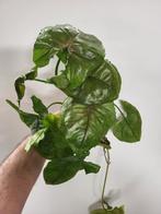Syngonium NoID, Huis en Inrichting, Kamerplanten, Ophalen of Verzenden, Halfschaduw, Minder dan 100 cm