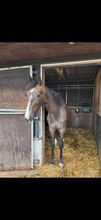 Jaarling merrie 2x, Dieren en Toebehoren, Merrie, Minder dan 160 cm, 0 tot 2 jaar