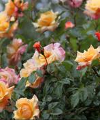 Rosa Moonlight, Tuin en Terras, Planten | Tuinplanten, Ophalen, Volle zon, Vaste plant, Kruiden