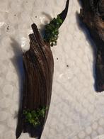 Kienhout, Ophalen of Verzenden, Plant(en), Steen of Hout