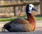 1-1 witwang fluiteenden, Dieren en Toebehoren, Pluimvee, Meerdere dieren, Eend