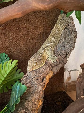 Mooie Nieuw-Caledonische reuzengekko man beschikbaar voor biedingen