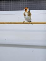 Majoor putter man wildkleur, Dieren en Toebehoren, Vogels | Overige Vogels, Mannelijk, Wildzangvogel