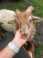 Drents heideschaap (pap lammetje - ram), Dieren en Toebehoren, Schapen, Geiten en Varkens, Mannelijk, Schaap, 0 tot 2 jaar