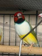 Guald amandines, Dieren en Toebehoren, Vogels | Parkieten en Papegaaien, Vrouwelijk, Parkiet