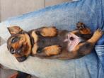 Ruwharige teckelpups te reserveren, Dieren en Toebehoren, Honden | Teckels en Dashonden, Standaard, CDV (hondenziekte), 8 tot 15 weken