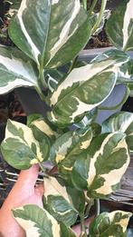 Epipremnum Njoy Stekjes, Huis en Inrichting, Kamerplanten, Overige soorten, In pot, Minder dan 100 cm, Groene kamerplant