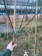 Acer Negundo 'Variegatum' - Vederesdoorn;Bonte vederes, Ophalen, Minder dan 100 cm