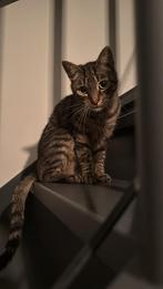 5 jarige kater zoekt nieuw huisje, Dieren en Toebehoren, Katten en Kittens | Overige Katten, Kater