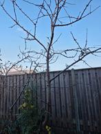 Kersenboom, Tuin en Terras, Planten | Bomen, Ophalen, Zomer, Overige soorten, 100 tot 250 cm