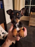 Jack Russell pups Black and Tan puppys, Dieren en Toebehoren, Honden | Niet-rashonden, 8 tot 15 weken, CDV (hondenziekte), Meerdere