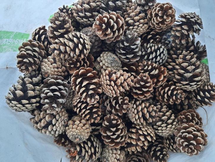 Dennenappels, boomschijf berk hout, kerstknutselen, Hobby en Vrije tijd, Knutselen, Gebruikt, Overige typen, Ophalen