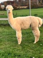 alpaca dekhengsten, Dieren en Toebehoren, Mei, Mannelijk