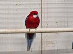 Koppel rode rosella, Meerdere dieren, Parkiet