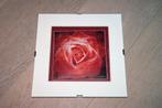 Te koop Schilderij, print roos lijstje, roze rood, fotolijst, Overige materialen, Minder dan 50 cm, Ophalen of Verzenden, Zo goed als nieuw