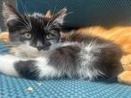 Nog 2 Prachtige katertjes kittens