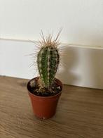 GRATIS mini cactus, Cactus, Minder dan 100 cm, Volle zon, Ophalen