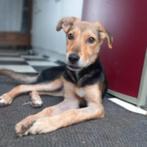 AIN: Lola, Dieren en Toebehoren, Honden | Niet-rashonden, Rabiës (hondsdolheid), 15 weken tot 1 jaar, Handelaar, Buitenland