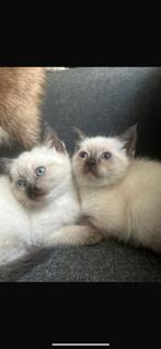 Een half siammes en half kort britch haar schattig  kittens