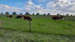 Gezocht Brandrode runderen, Dieren en Toebehoren, Meerdere dieren, 3 tot 6 jaar
