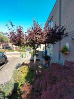 Prachtige prunus dak Leiboom met Rode Bladeren, Tuin en Terras, Bloeit niet, Leiboom, 100 tot 250 cm, Ophalen