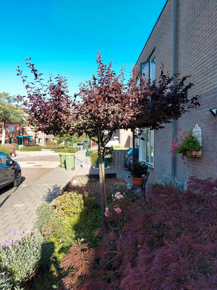 Prachtige prunus dak Leiboom met Rode Bladeren, Tuin en Terras, Planten | Bomen, Leiboom, 100 tot 250 cm, Volle zon, Bloeit niet