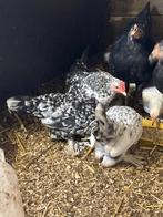 Te koop haan met 5 hennen sabelpoot krielen, Dieren en Toebehoren, Pluimvee, Meerdere dieren, Kip