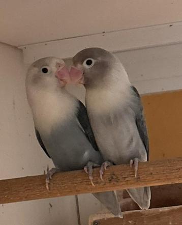 Mooie Agapornis Fischerie beschikbaar voor biedingen