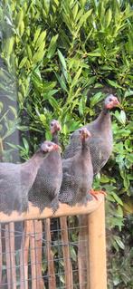 Jonge parelhoenders 10 euro pst, Dieren en Toebehoren, Pluimvee, Meerdere dieren, Kip