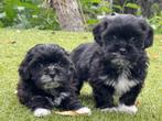 Boomer pups Malthezer # Boomer 700€, Dieren en Toebehoren, Honden | Chihuahua's en Gezelschapshonden, Nederland, Overige rassen