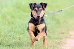 Jack Russell reu. 1.5 jaar oud. Spoed, Wie heeft een plekje., Dieren en Toebehoren, Honden | Jack Russells en Terriërs, Rabiës (hondsdolheid)