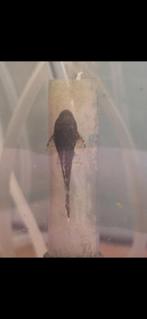 Algeneters, Dieren en Toebehoren, Vis, Zoetwatervis