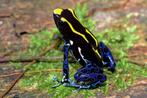 Prachtige Dendrobates Tinctorius Nominaat nakweek, Amfibie, 0 tot 2 jaar