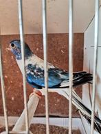 Splendid parkiet blauw violet opaline 24, Vrouwelijk, Parkiet, Geringd