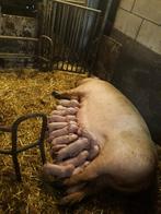 Scharrelbiggen, Dieren en Toebehoren, Schapen, Geiten en Varkens, Meerdere dieren, Varken