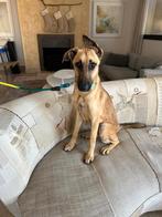 Hond Arya - LIEF! Kruising Herder en Malinois 1jr, Dieren en Toebehoren, Honden | Niet-rashonden, Particulier, 15 weken tot 1 jaar