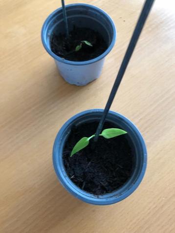 Te koop stekken van de paprika. beschikbaar voor biedingen