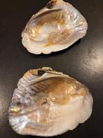 Oesterschelpen met parels, Verzamelen, Ophalen of Verzenden, Gebruikt, Overige soorten, Overige typen