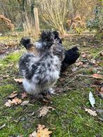 Zijdehoender haan, Dieren en Toebehoren, Pluimvee, Mannelijk, Kip